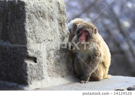 Japanese macaques Japanese macaques 14124520