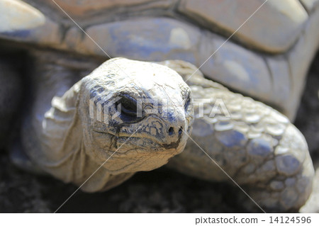 Aldabra giant tortoise 14124596