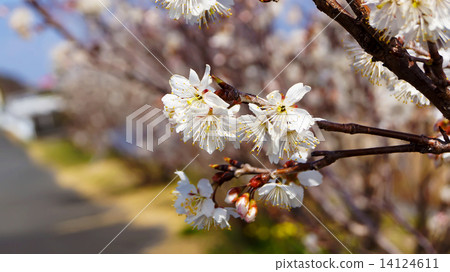 Cherry tree, white cherry blossoms in Nobeoka Miyazaki Japan 14124611