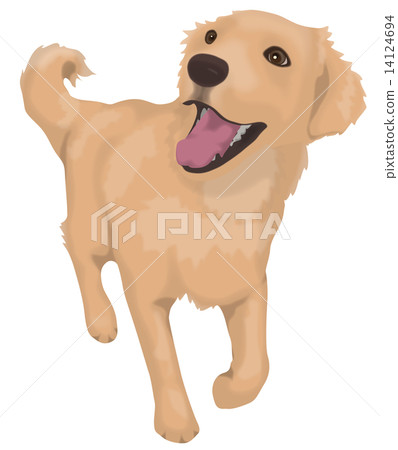 Golden retriever Golden retriever 14124694