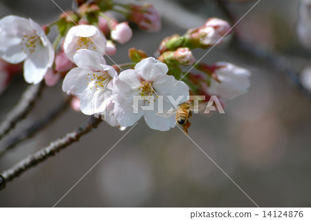 Sakura and a honey bee 14124876