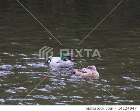 羅紋鴨 14124947