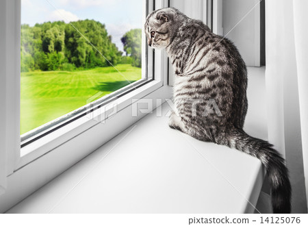 cat sits on a windowsill and looking out the window 14125076