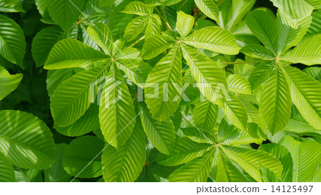 七葉樹葉 14125497