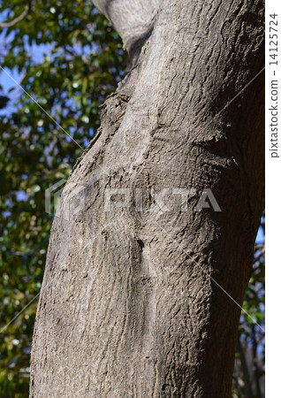 Ilohamo Mizuji（Itoha Konoha） 14125724