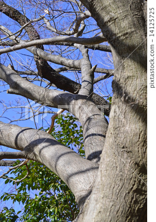 Ilohamo Mizuji(Itoha Konoha) Ilohamo Mizuji(Itoha Konoha) 14125725