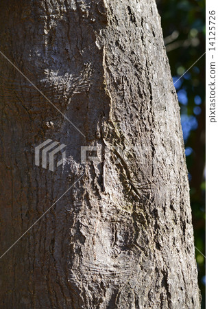 Ilohamo Mizuji（Itoha Konoha） 14125726