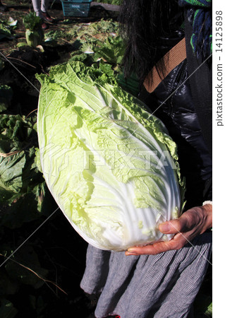 白菜收穫 14125898