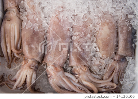 Fresh fish into ice Fresh fish into ice 14126106