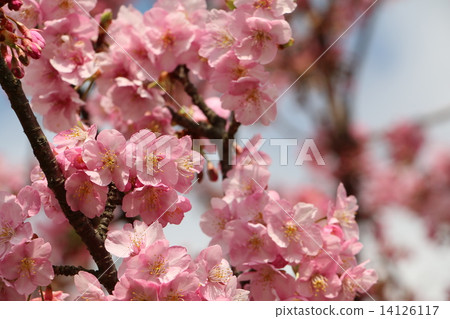 松田的河津櫻花樹 14126117