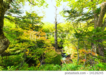 Green of sunlight 14126245