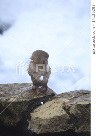 拿著雪的日本猴子的嬰孩手中 14126292