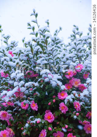 吐在雪地裡 14126416