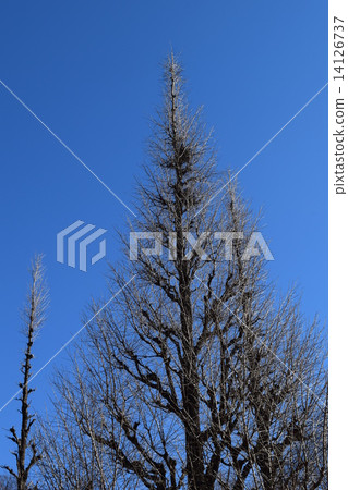 Shinto shrine of the winter Shinku ginkgo Shinto shrine of the winter Shinku ginkgo 14126737