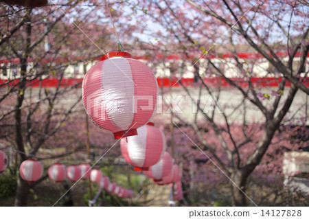 Kawazu Sakura and Keikyu 14127828