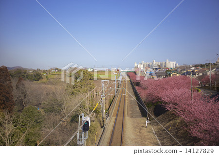 河津櫻和京急鐵路 河津櫻和京急鐵路 14127829