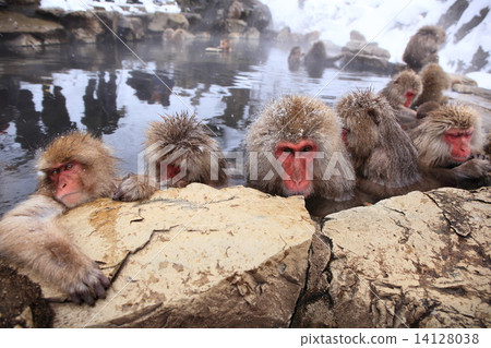 Japanese monkey entering a hot spring 14128038