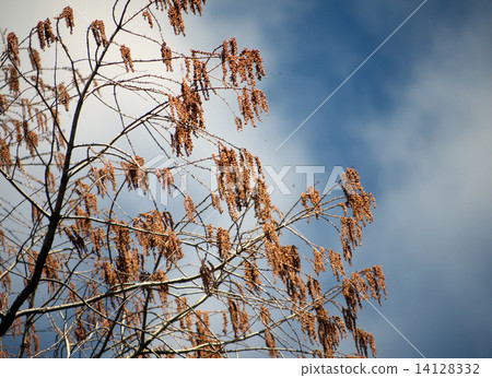 水杉花 水杉花 14128332
