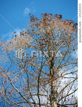 Metasequier在早春 14128333