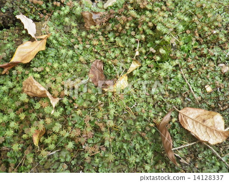 裕美 裕美 14128337