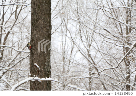 冬天的鳥兒 冬天的鳥兒 14128490