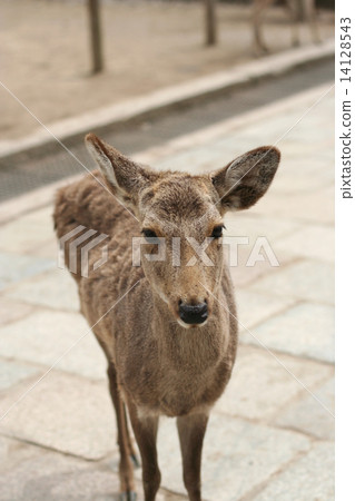 A deer A deer 14128543