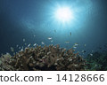 Sea bottom coral and sparrow and sun 14128666