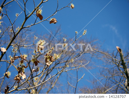 Cinnaman sac（Parida） 14128707