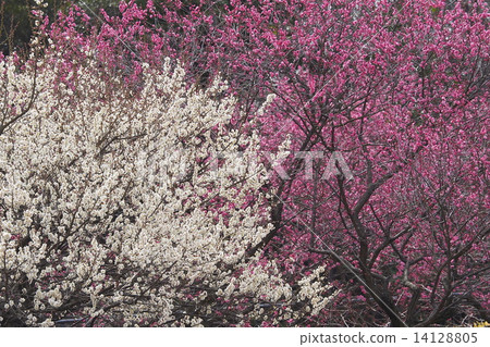 Red plum white plum Red plum white plum 14128805