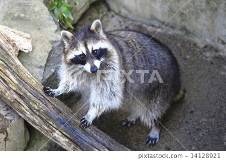 raccoon raccoon 14128921