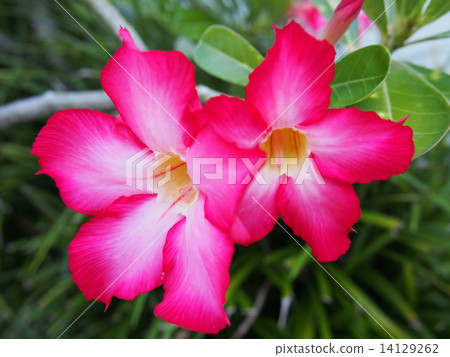 Diploadia Diploadia 14129262