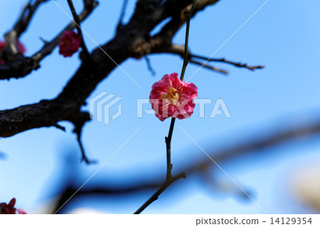 Red flower in blue sky 14129354