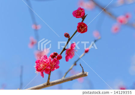 Red flower in blue sky Red flower in blue sky 14129355
