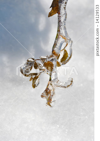 Icicles on twig after freezing rain  14129533