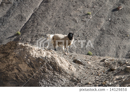 Goats on the Rock at Moon Land Lamayuru Ladakh ,India 14129858