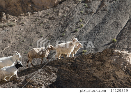 Goats on the Rock at Moon Land Lamayuru Ladakh ,India 14129859