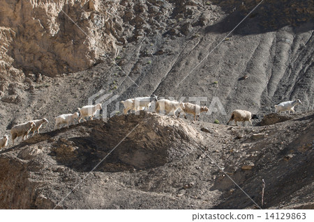 Goats on the Rock at Moon Land Lamayuru Ladakh ,India 14129863