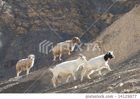 Goats on the Rock at Moon Land Lamayuru Ladakh ,India 14129877
