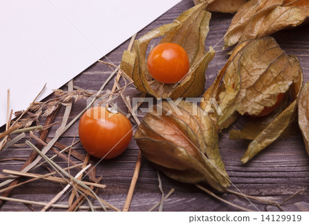 physalis 14129919