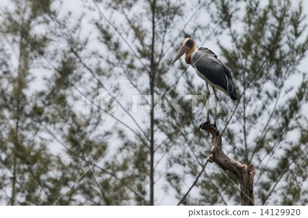 Lesser adjutant stork (Leptoptilos javanicus) Lesser adjutant stork (Leptoptilos javanicus) 14129920