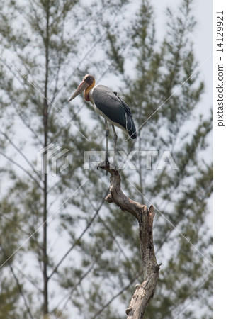 Lesser adjutant stork (Leptoptilos javanicus) Lesser adjutant stork (Leptoptilos javanicus) 14129921