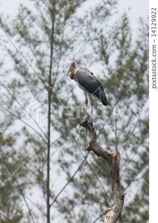 Lesser adjutant stork (Leptoptilos javanicus) Lesser adjutant stork (Leptoptilos javanicus) 14129922