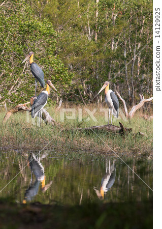 Lesser adjutant stork (Leptoptilos javanicus) Lesser adjutant stork (Leptoptilos javanicus) 14129925