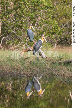 Lesser adjutant stork (Leptoptilos javanicus) 14129929