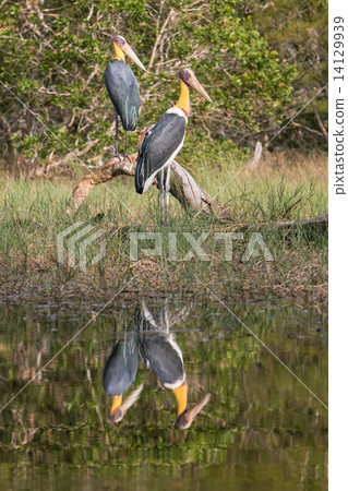 Lesser adjutant stork (Leptoptilos javanicus) Lesser adjutant stork (Leptoptilos javanicus) 14129939