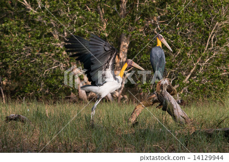 Lesser adjutant stork (Leptoptilos javanicus) Lesser adjutant stork (Leptoptilos javanicus) 14129944
