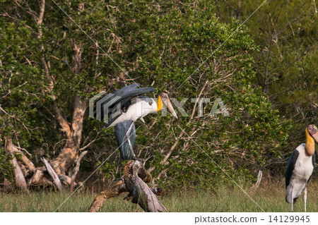 Lesser adjutant stork (Leptoptilos javanicus) 14129945