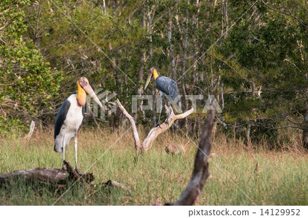 Lesser adjutant stork (Leptoptilos javanicus) Lesser adjutant stork (Leptoptilos javanicus) 14129952