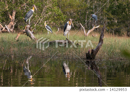 Lesser adjutant stork (Leptoptilos javanicus) 14129953