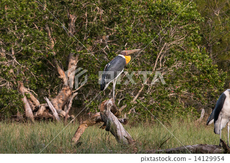 Lesser adjutant stork (Leptoptilos javanicus) 14129954
